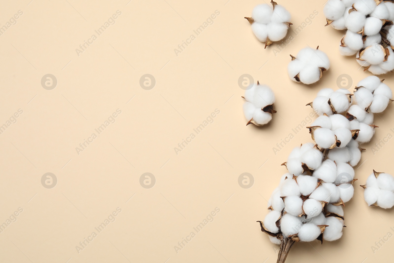 Photo of Beautiful dried cotton branch with fluffy flowers on beige background, flat lay. Space for text