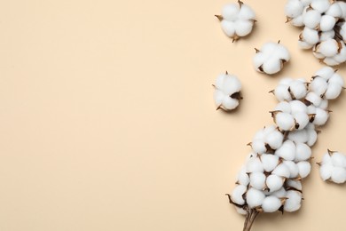 Beautiful dried cotton branch with fluffy flowers on beige background, flat lay. Space for text