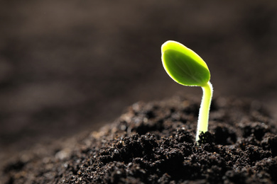 Photo of Little green seedling growing in soil, closeup. Space for text