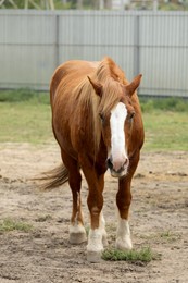 Photo of Beautiful brown horse in paddock at zoo