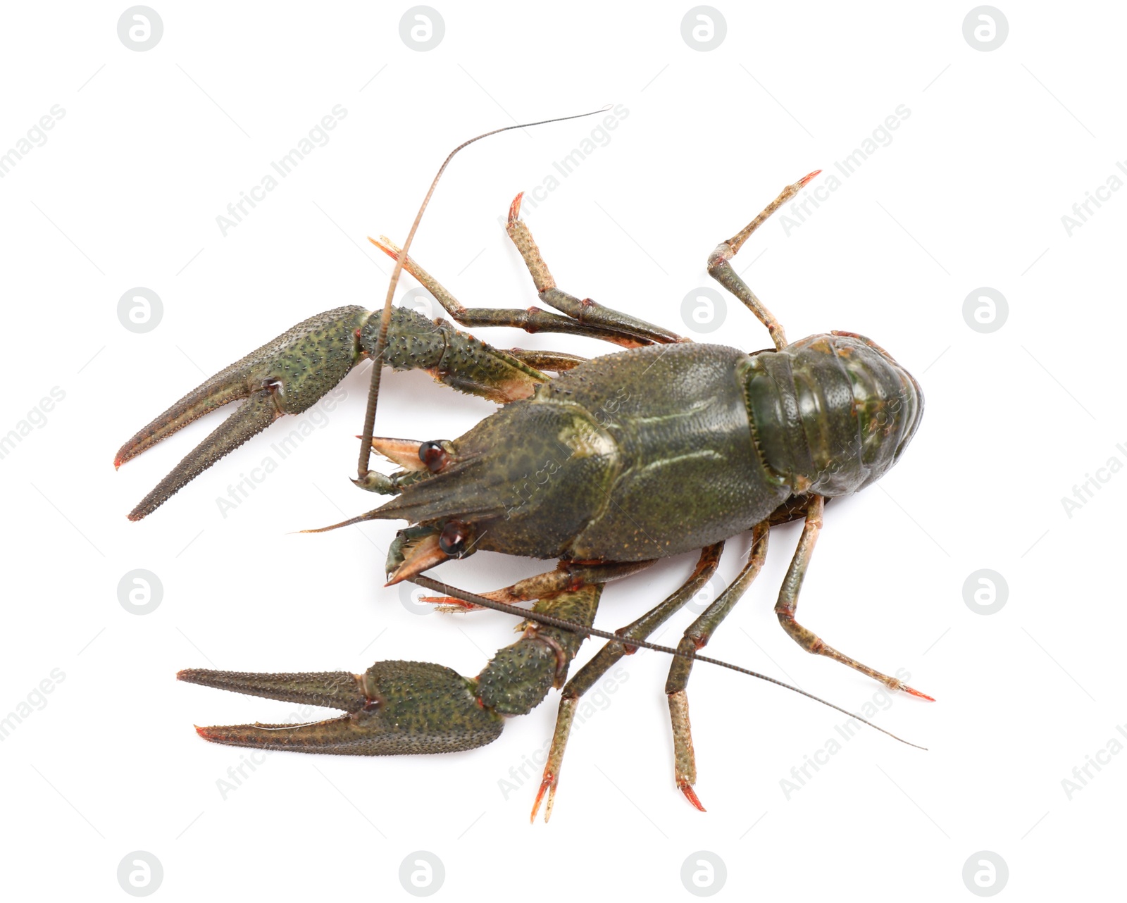 Photo of Fresh raw crayfish isolated on white, top view. Healthy seafood