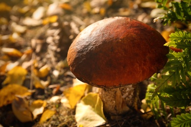 Photo of Fresh wild mushroom growing in forest, closeup view