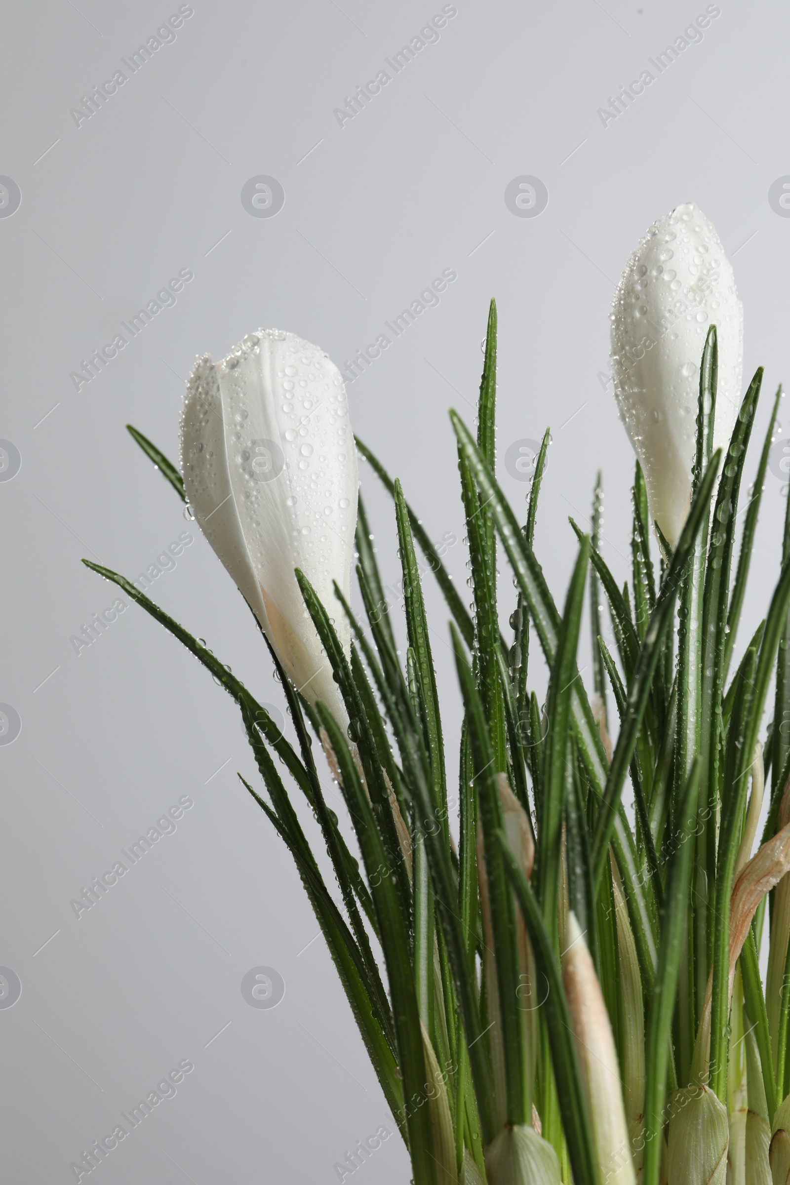 Photo of Beautiful crocuses with dew drops on white background