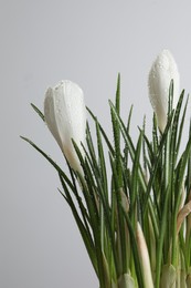 Photo of Beautiful crocuses with dew drops on white background