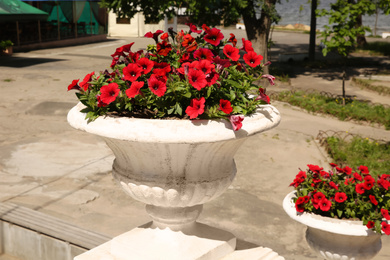 Photo of Beautiful red flowers in stone plant pot outdoors on sunny day