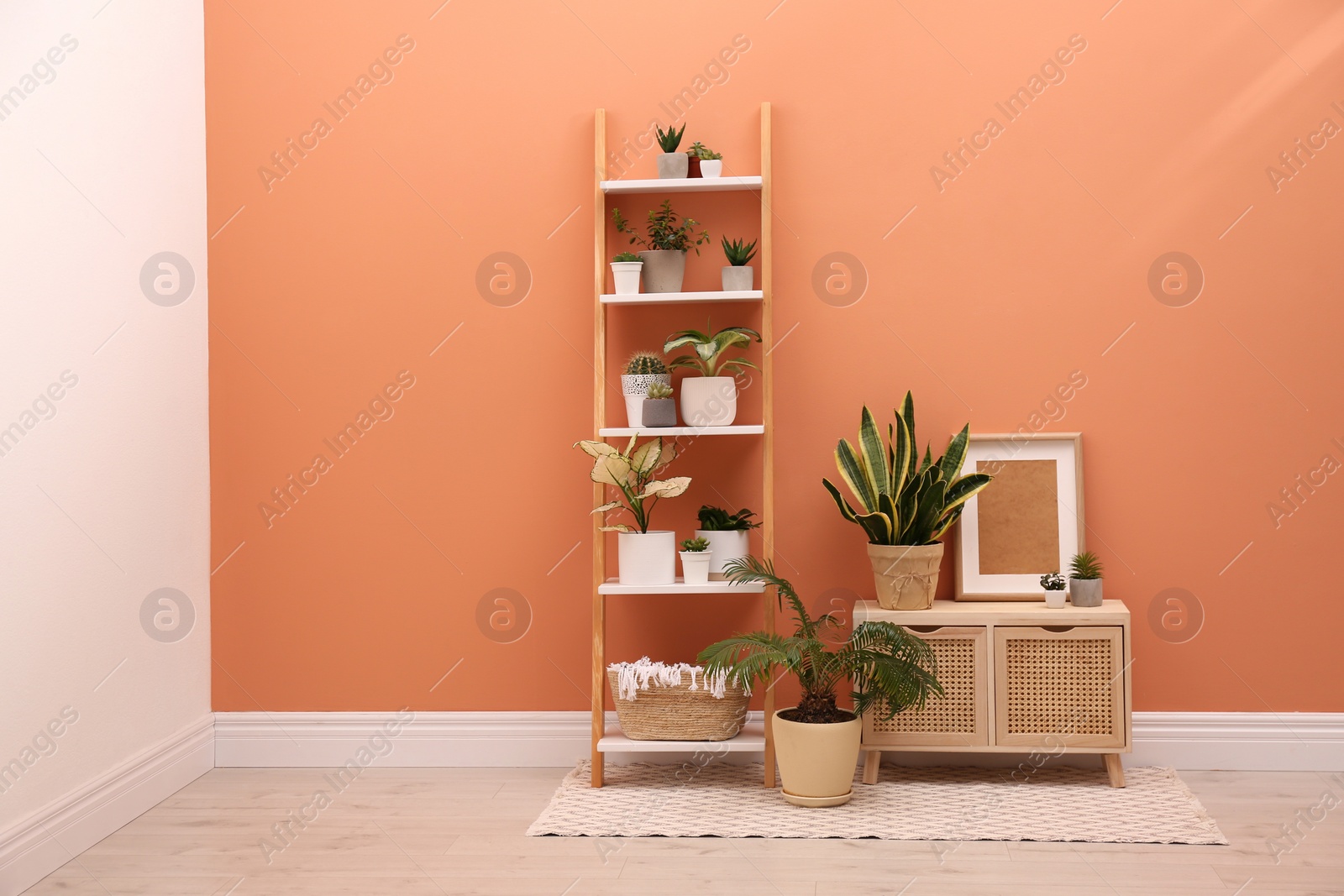 Photo of Stylish room interior with decorative ladder and plants near coral wall. Space for text