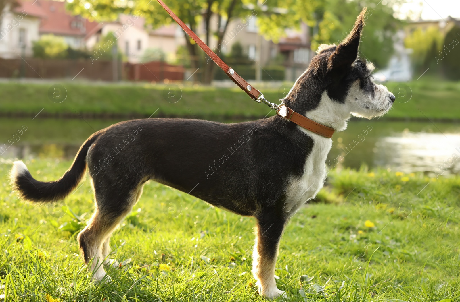 Photo of Cute dog with leash on green grass in park