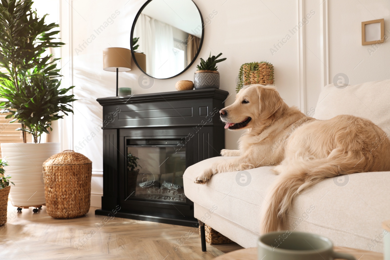 Photo of Adorable Golden Retriever dog on sofa near electric fireplace indoors