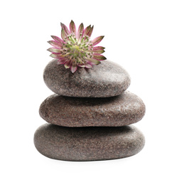 Photo of Spa stones and astrantia flower isolated on white