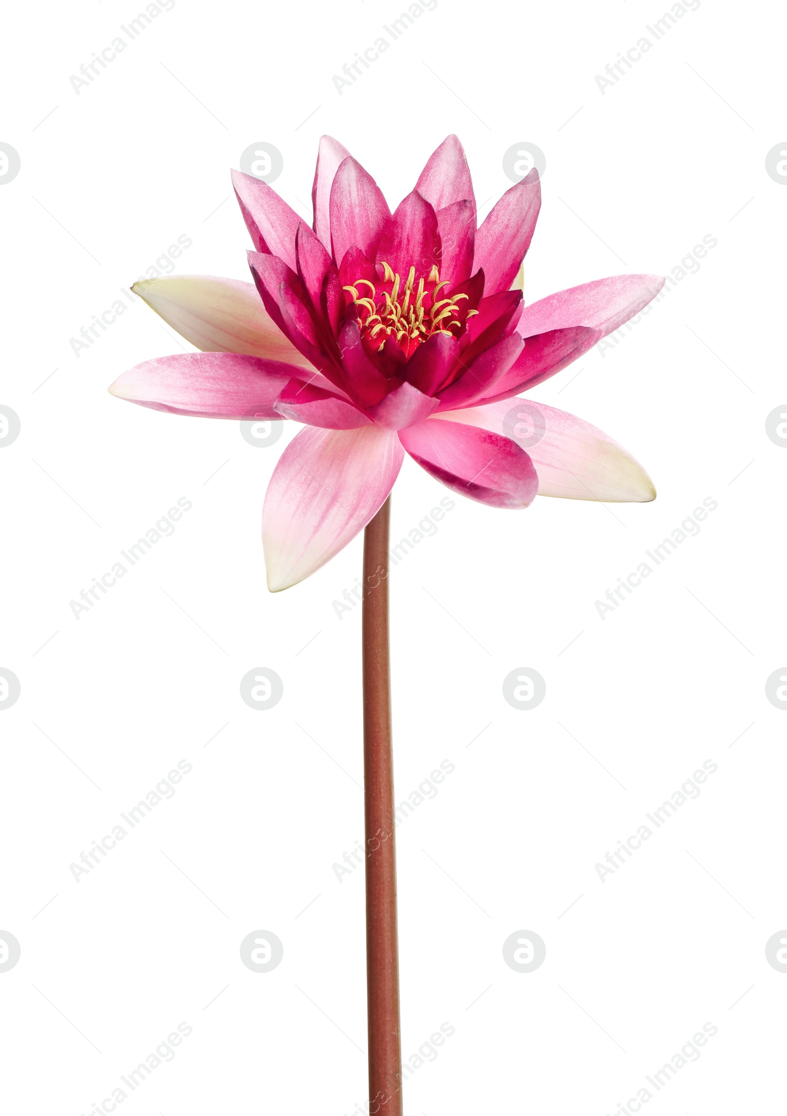 Photo of Beautiful blooming pink lotus flower isolated on white