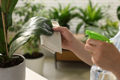 Man spraying beautiful potted houseplants with water indoors, closeup