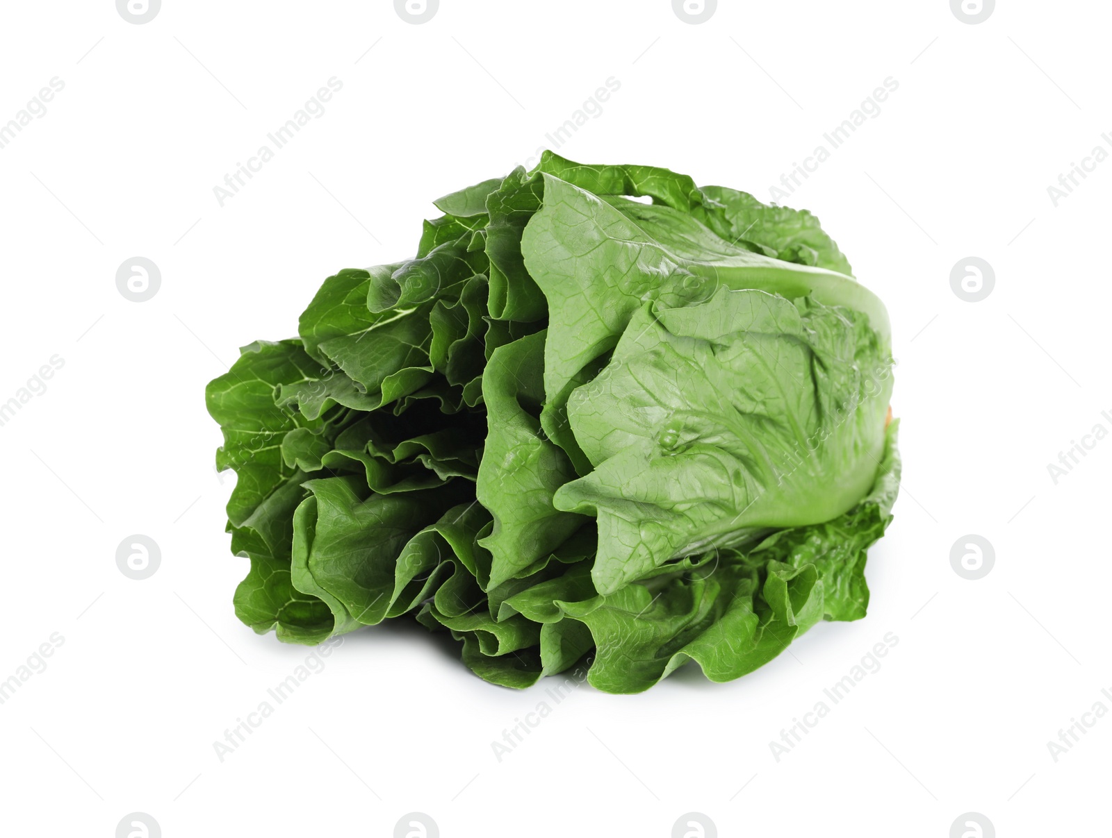 Photo of Fresh green romaine lettuce isolated on white