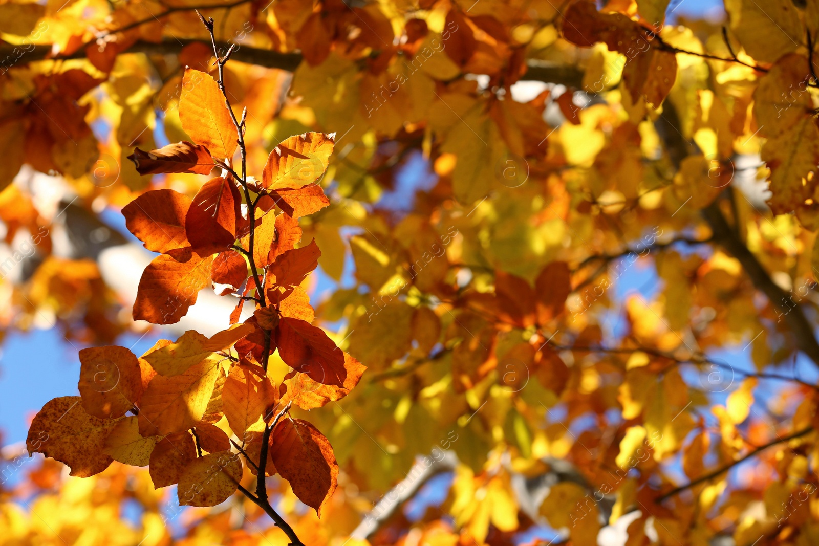 Photo of Tree with beautiful bright leaves outdoors on sunny autumn day, closeup