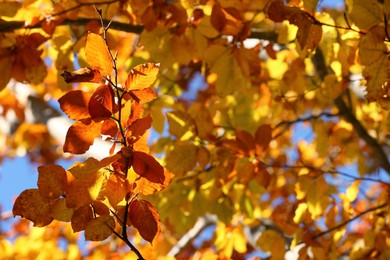 Photo of Tree with beautiful bright leaves outdoors on sunny autumn day, closeup