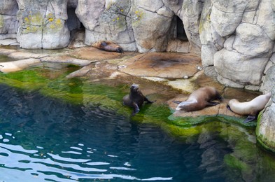 Sea lions resting near pond in zoo