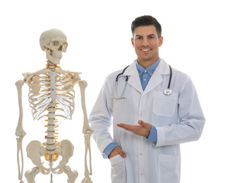 Male orthopedist with human skeleton model on white background