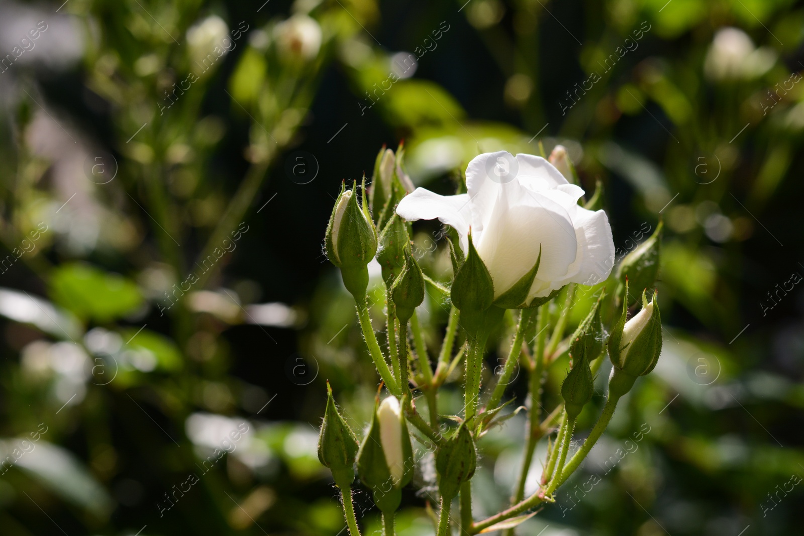 Photo of Closeup view of beautiful rose bush with white flower and buds outdoors on sunny day