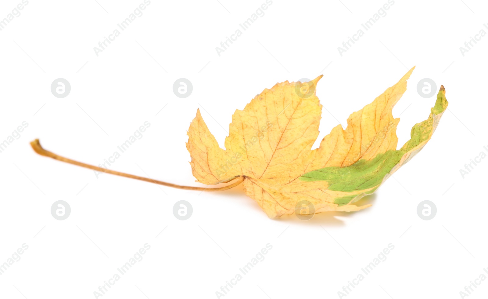 Photo of Autumn season. One maple leaf isolated on white