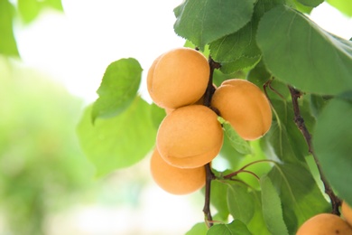 Photo of Delicious apricots on tree outdoors, closeup. Space for text