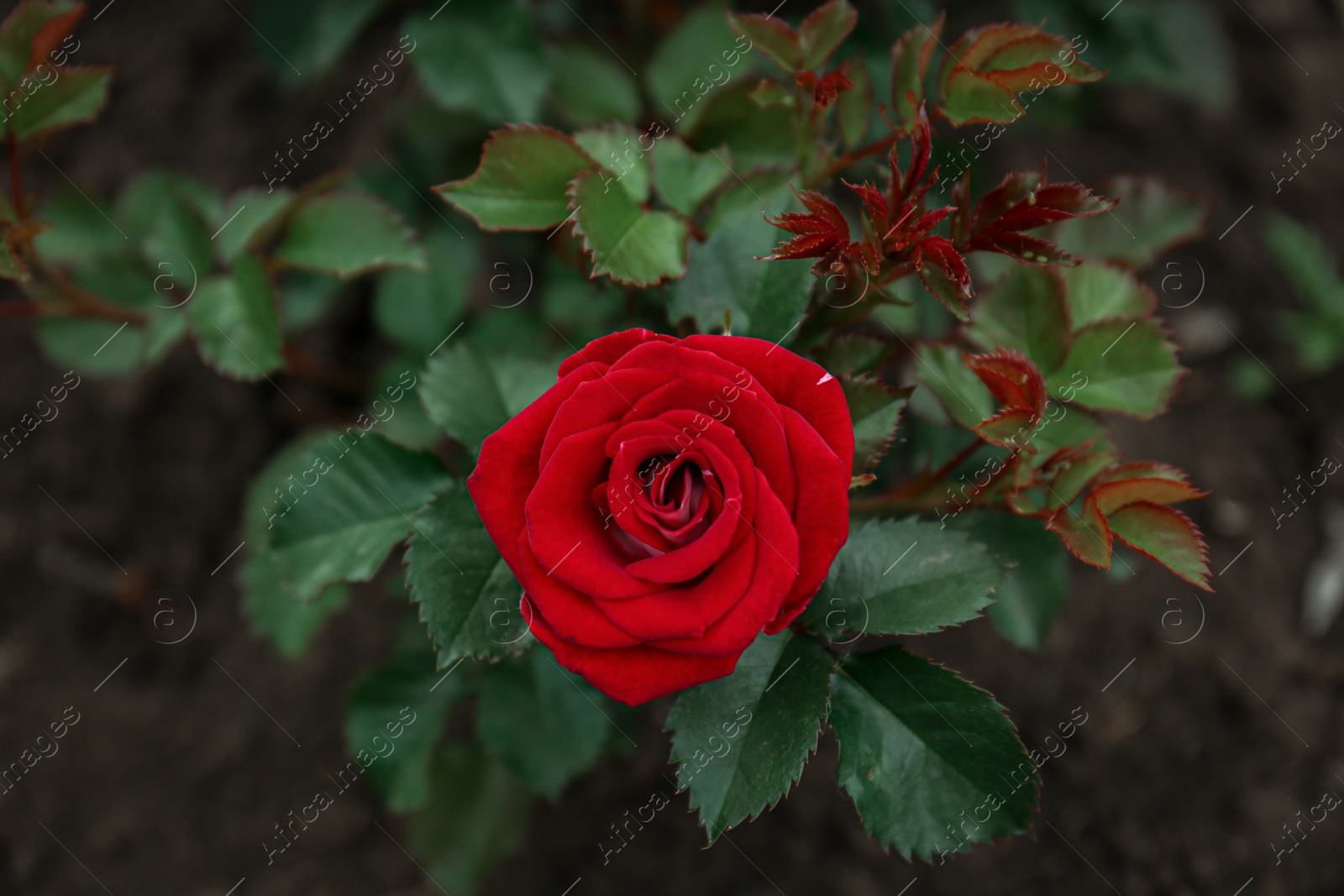 Photo of Closeup view of beautiful blooming rose bush outdoors