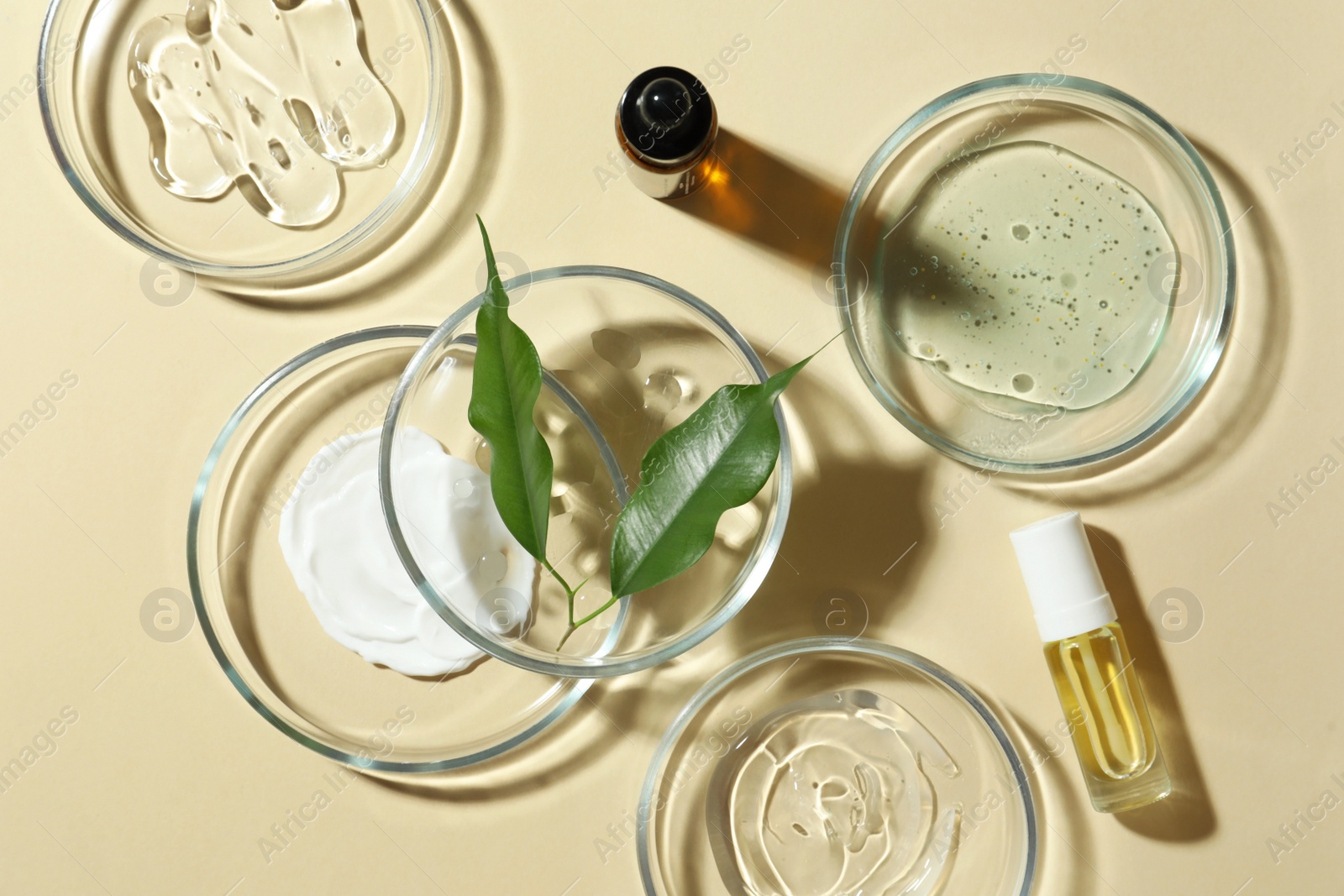 Photo of Petri dishes with cosmetic products and leaves on beige background, flat lay