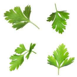Image of Set with green parsley leaves on white background