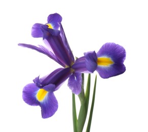 Photo of Beautiful iris isolated on white. Spring flower