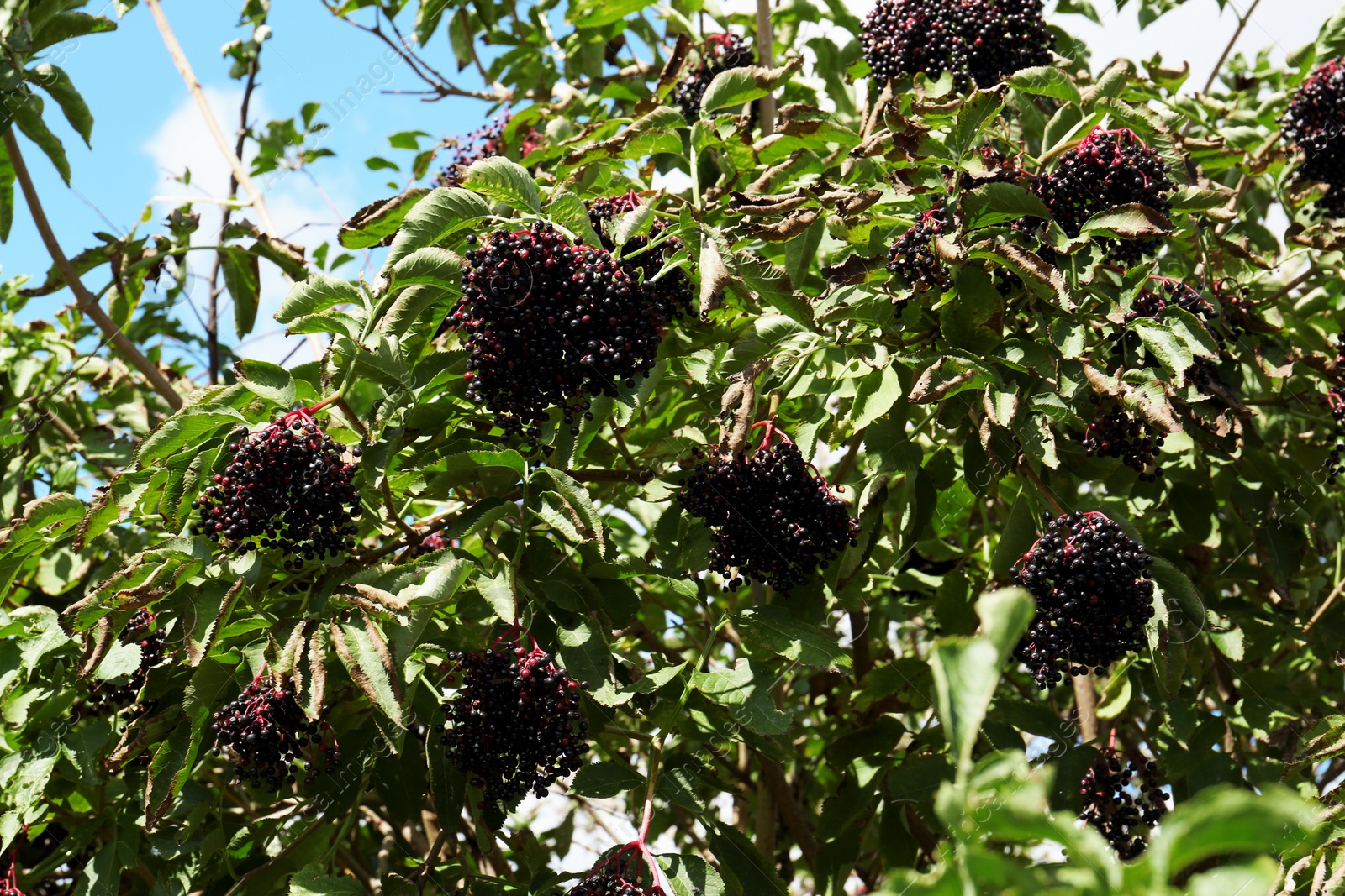 Photo of Tasty elderberries (Sambucus) growing on bush outdoors
