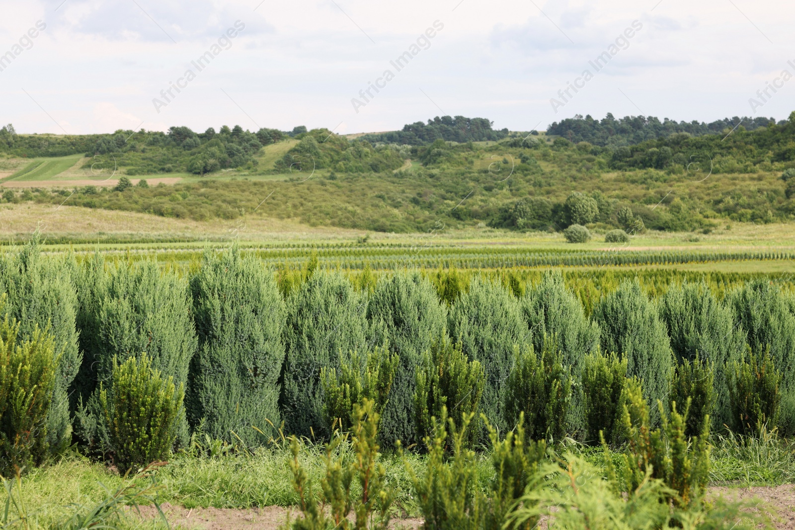 Photo of Green grass, bushes and trees growing outdoors on sunny day