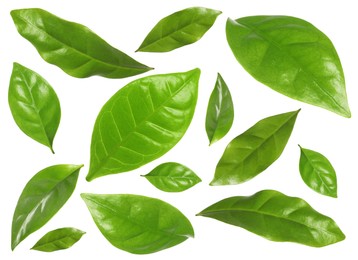 Image of Set with fresh green leaves on white background