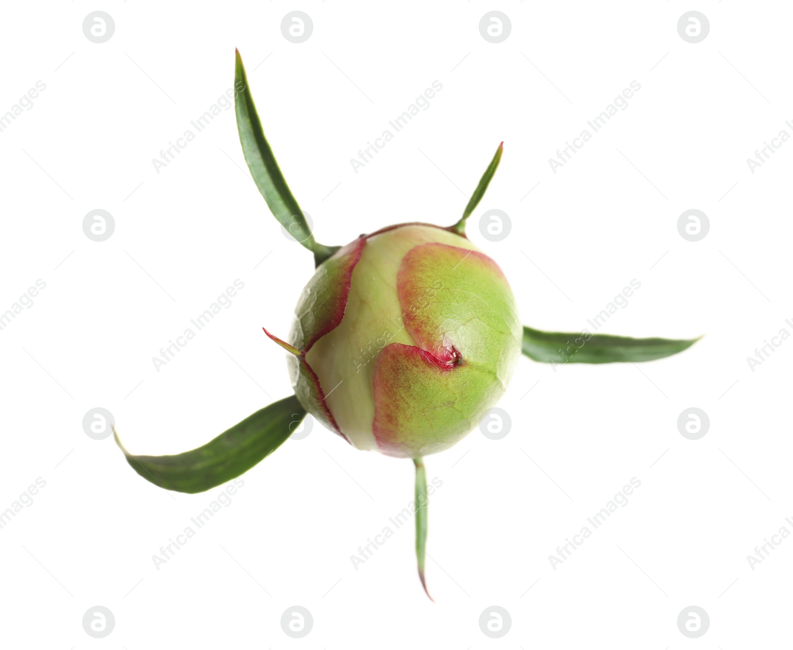 Photo of Closed bud of peony flower isolated on white, top view