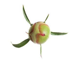 Closed bud of peony flower isolated on white, top view