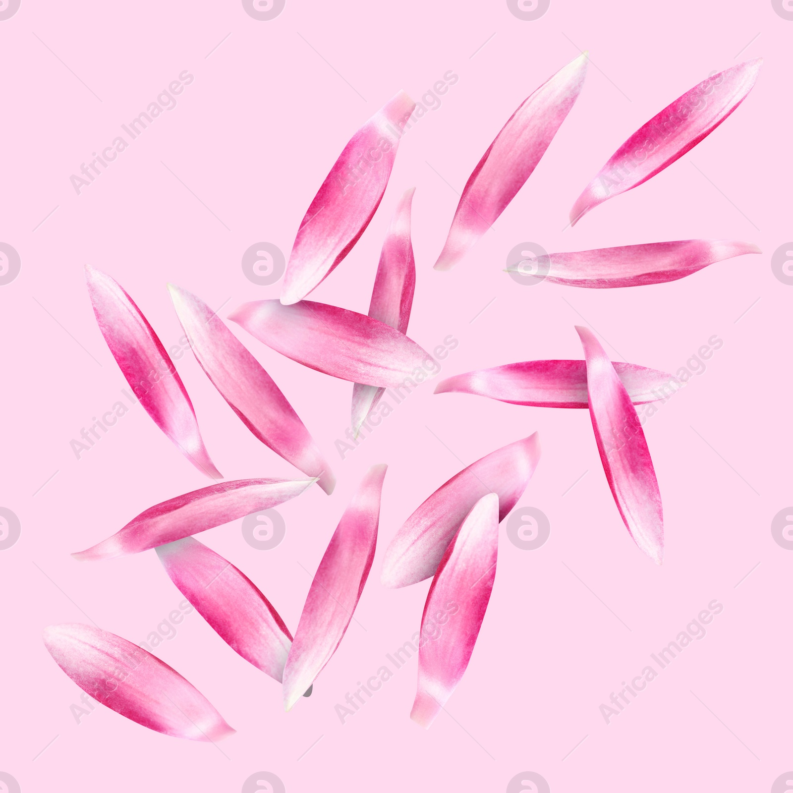 Image of Lotus flower petals falling on pink background