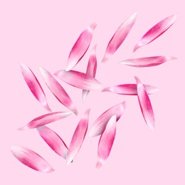 Image of Lotus flower petals falling on pink background