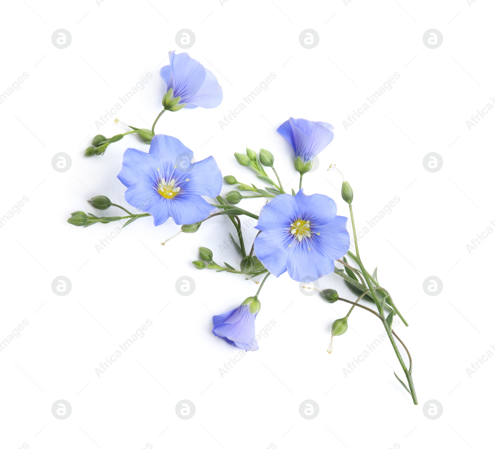 Photo of Beautiful light blue flax flowers on white background, top view