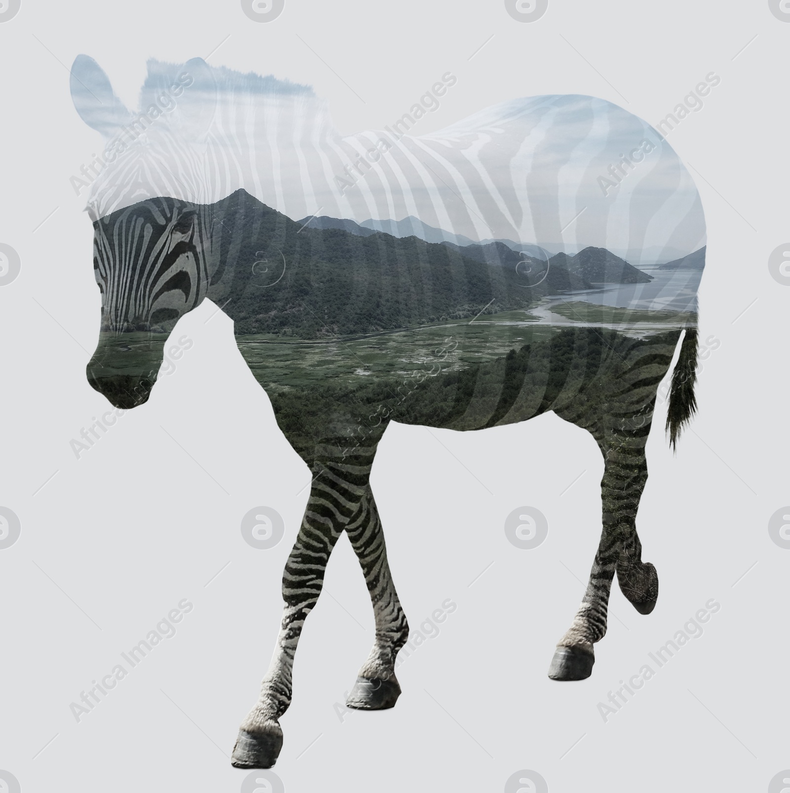 Image of Double exposure of zebra and mountain landscape