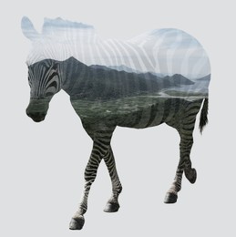 Image of Double exposure of zebra and mountain landscape