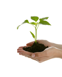 Photo of Woman holding soil with green pepper seedling on white background, closeup