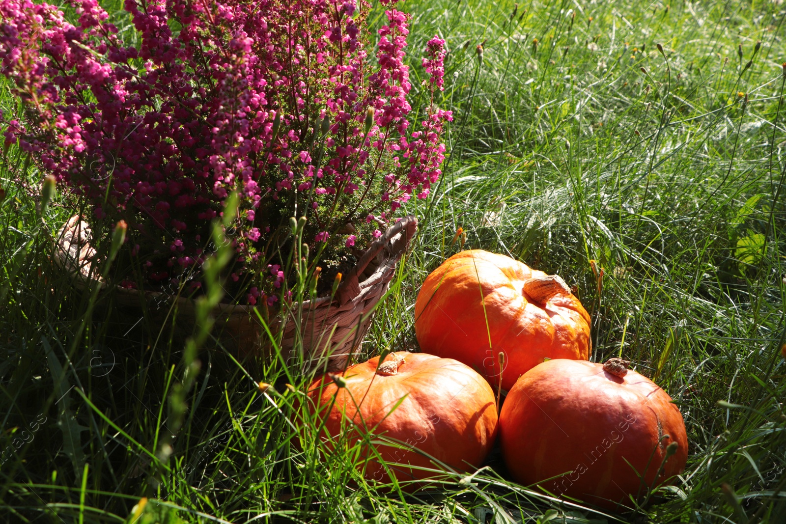 Photo of Wicker basket with beautiful heather flowers and pumpkins outdoors on sunny day