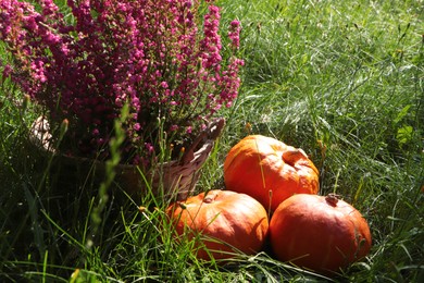 Wicker basket with beautiful heather flowers and pumpkins outdoors on sunny day