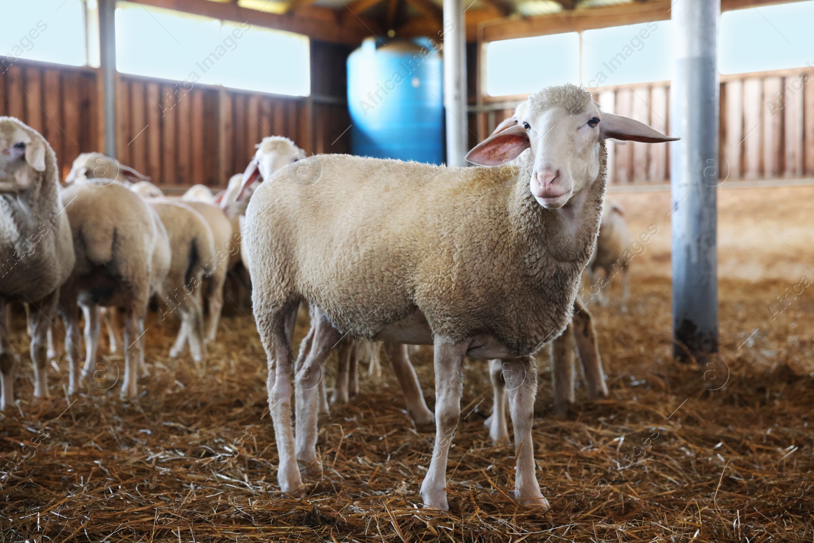 Photo of Many sheep in barn on farm. Cute animals