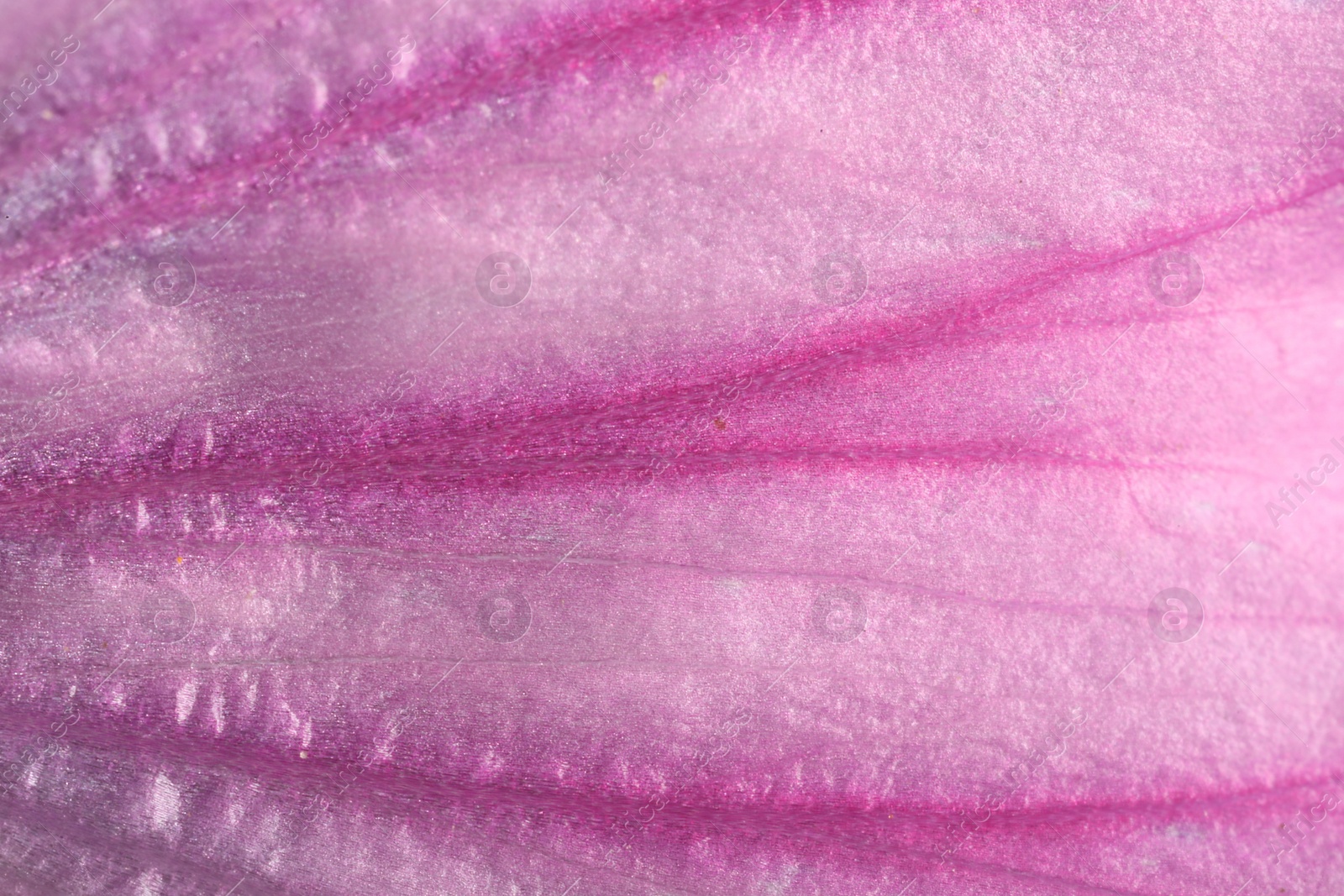 Photo of Beautiful violet Malva flower as background, macro view