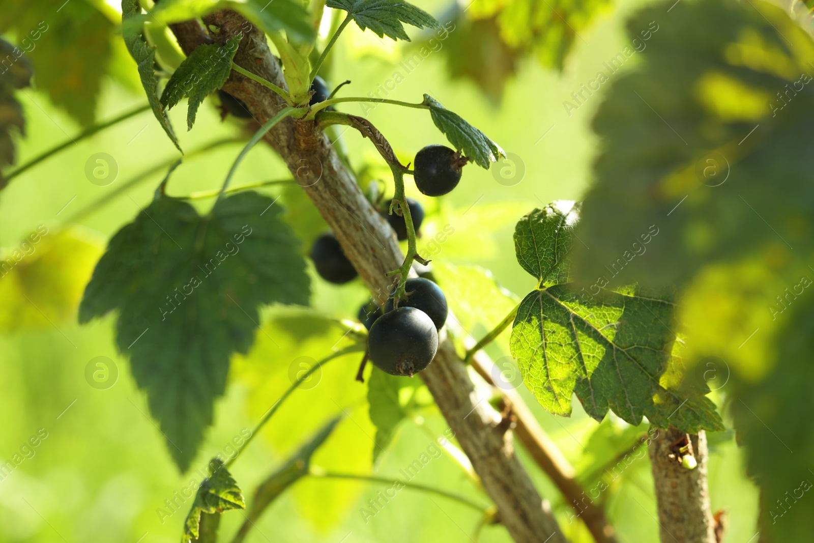 Photo of Ripe blackcurrants growing on bush outdoors, closeup