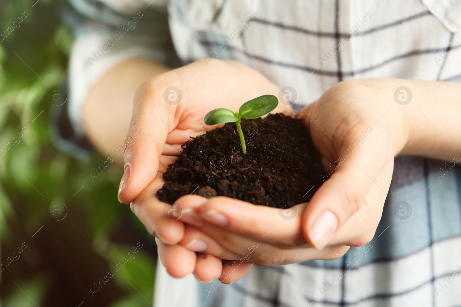 Photo of Woman holding young green seedling in soil, closeup