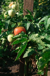 Photo of Delicious ripe tomato growing on green bush outdoors