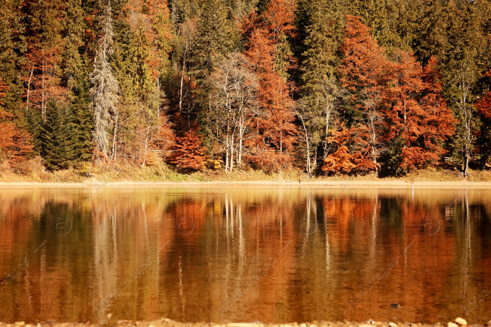 Photo of Beautiful mountain landscape with forest near water