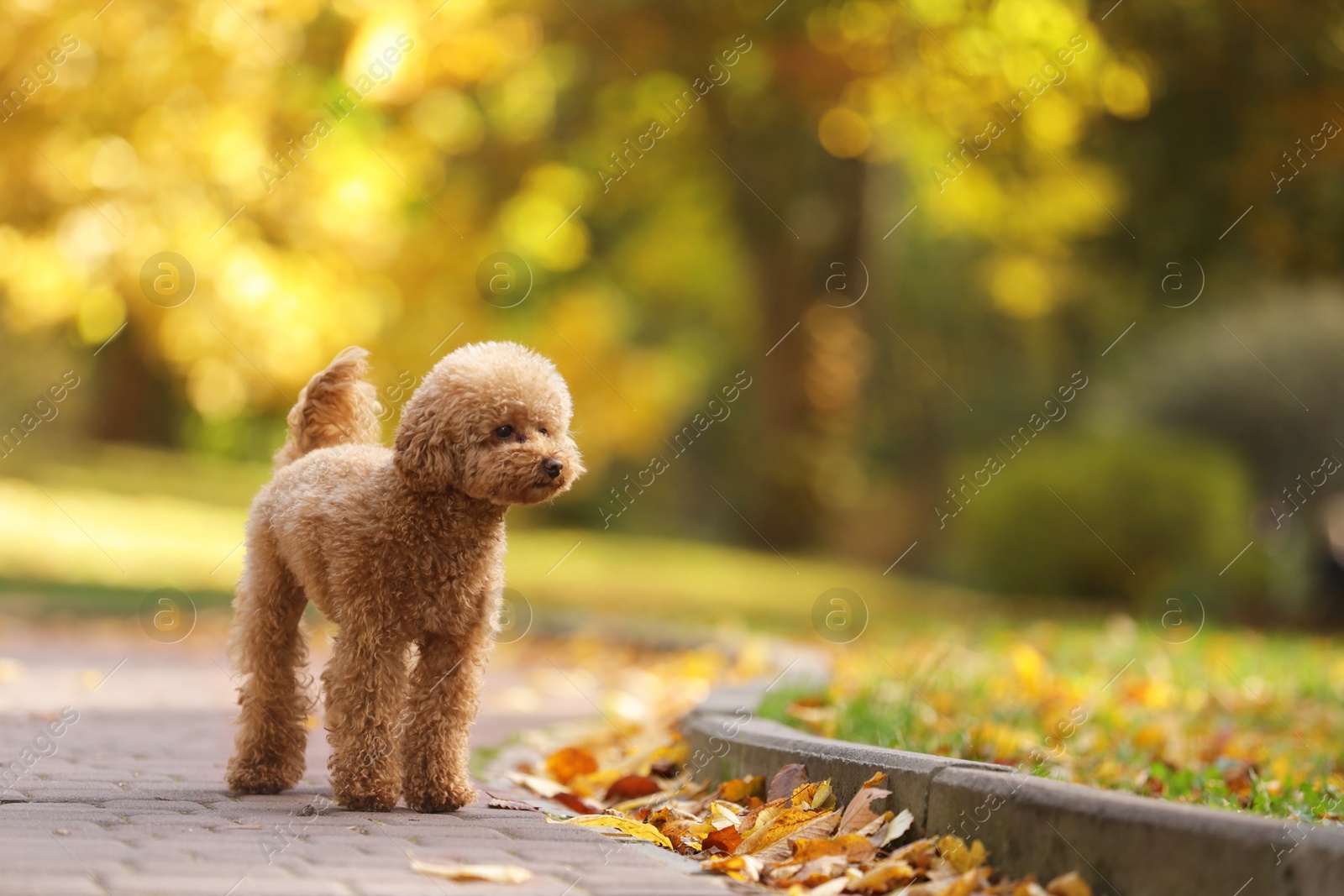 Photo of Cute Maltipoo dog in autumn park, space for text