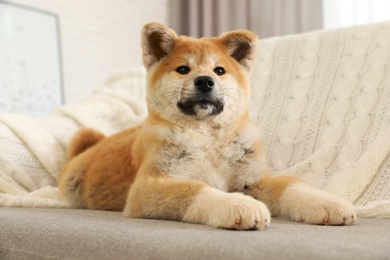 Photo of Funny akita inu puppy on sofa in living room