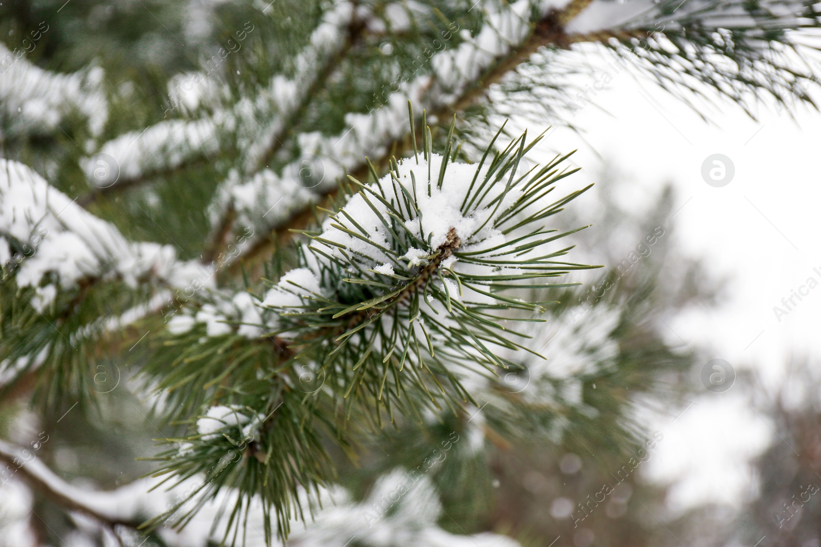 Photo of Coniferous branches covered with fresh snow, closeup