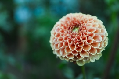 Beautiful blooming pink dahlia flower in green garden, closeup